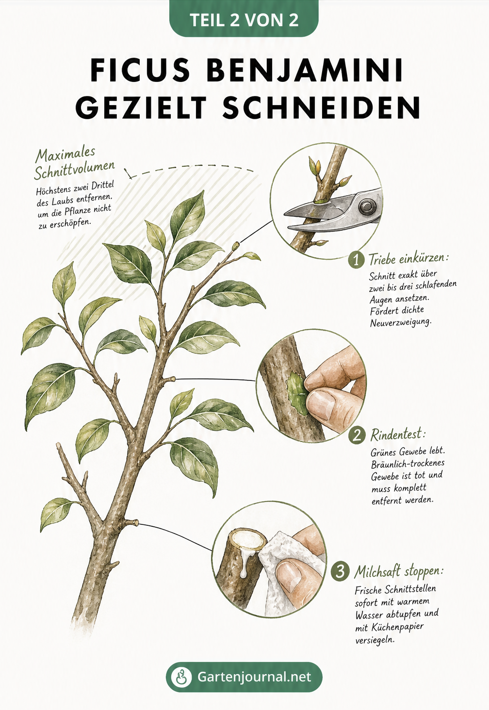 Detailansichten zum richtigen Schnittpunkt, Rindentest und Stoppen des Milchsafts beim Ficus Benjamini