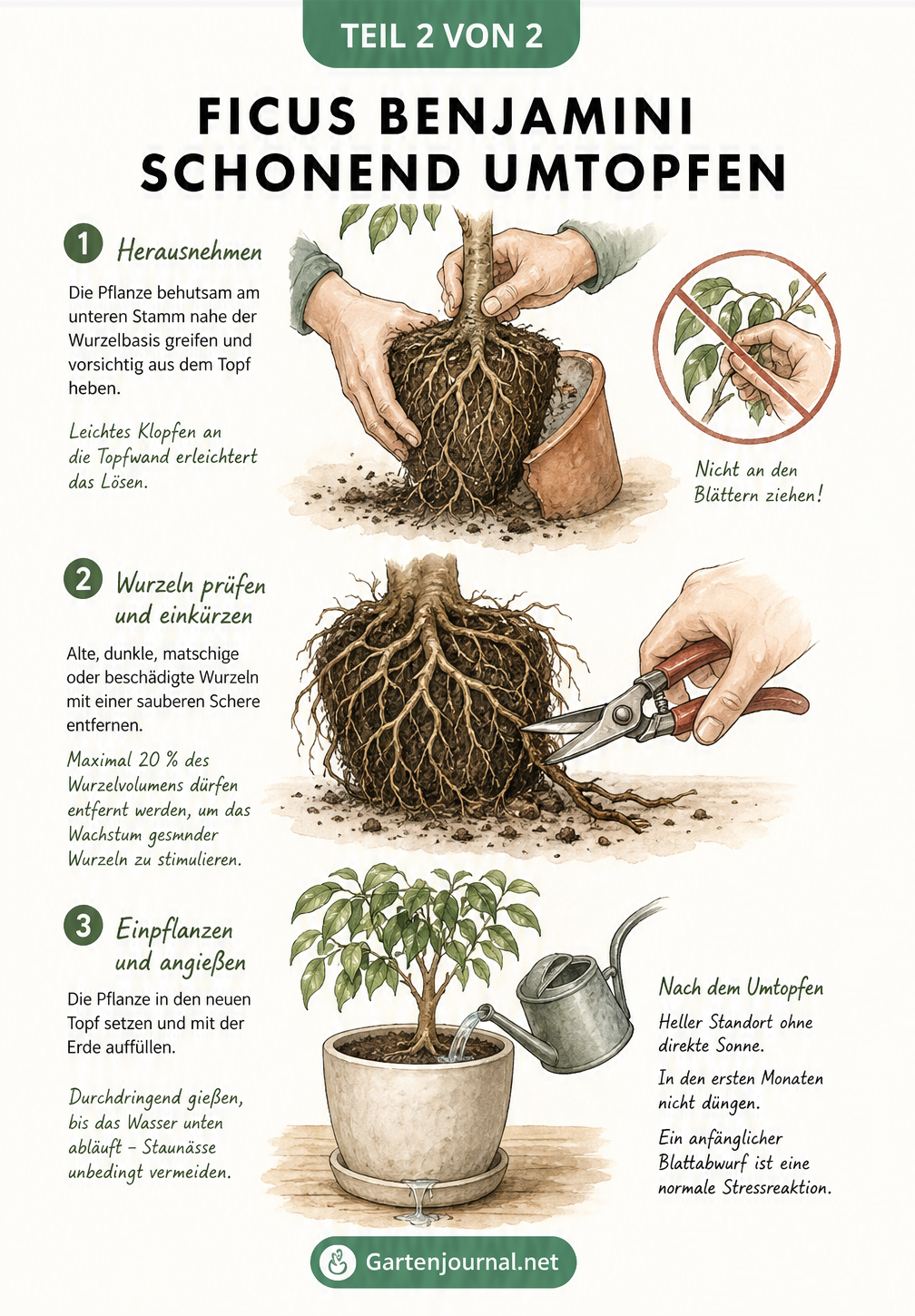 Drei Illustrationen zum Umtopfen eines Ficus Benjamini: Pflanze aus dem Topf heben, Wurzelballen beschneiden und die frisch umgetopfte Pflanze gießen.