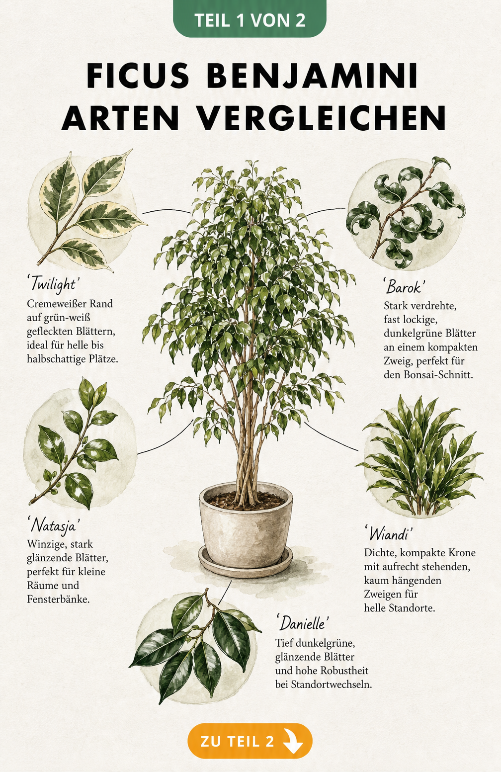 Botanische Illustration verschiedener Ficus Benjamini Sorten wie Twilight, Barok, Natasja, Wiandi und Danielle mit ihren spezifischen Blatteigenschaften