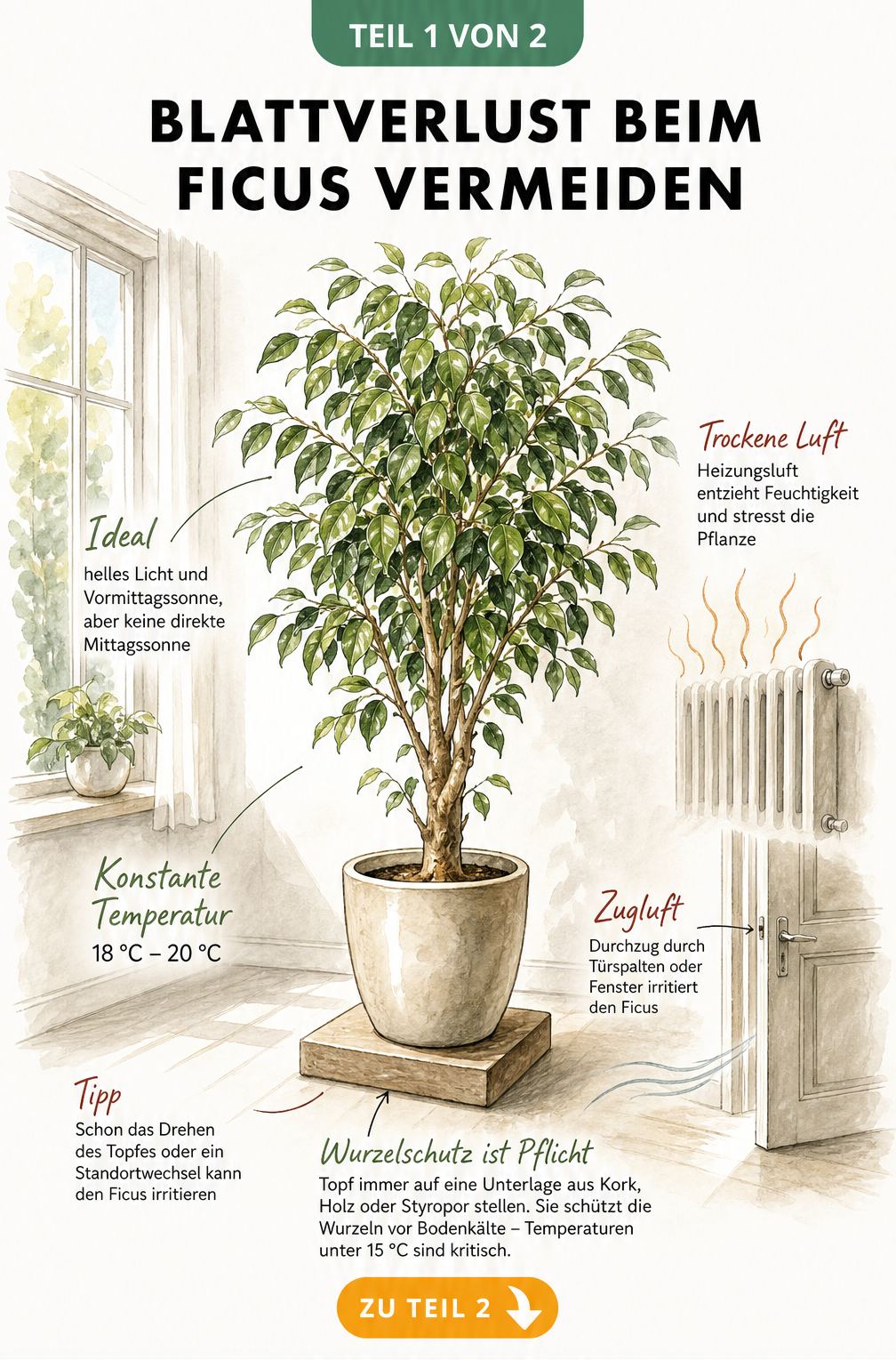 Illustration eines Ficus benjamini im Raum mit idealen Bedingungen wie 18 bis 20 Grad und Vormittagssonne sowie Stressfaktoren wie Heizungsluft und Zugluft