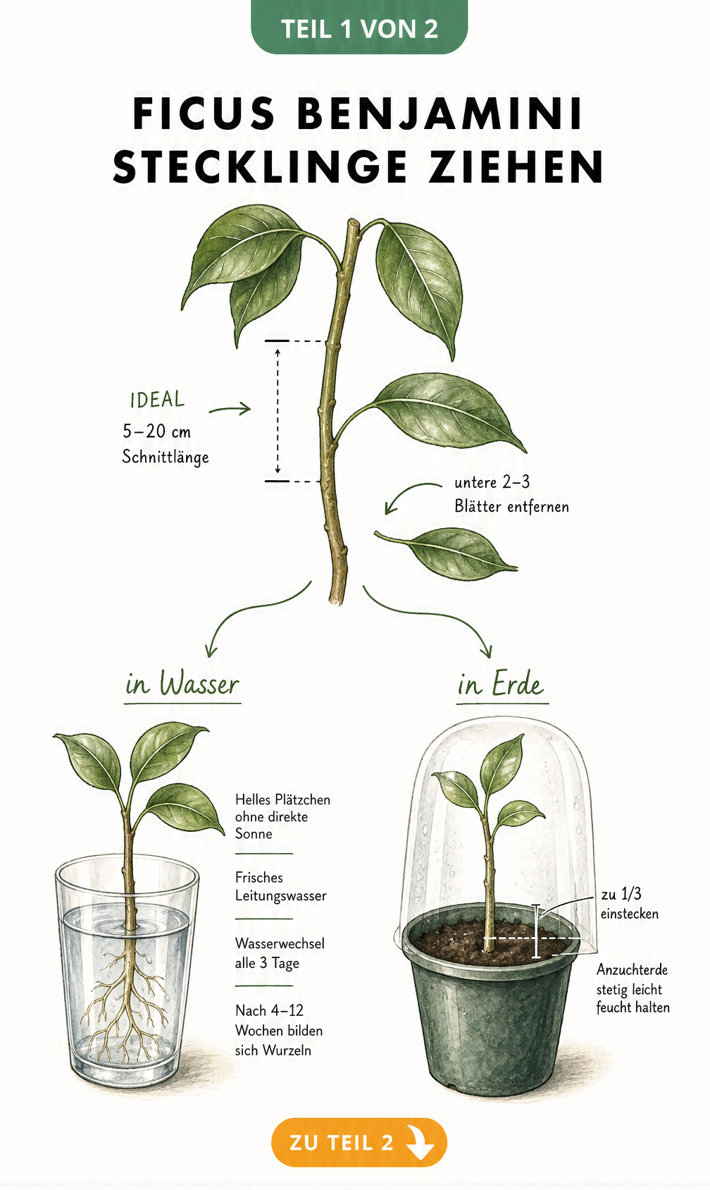Botanische Illustration eines Ficus-Triebes mit Markierung der Schnittlänge und zwei Bewurzelungsmethoden im Wasserglas und im Topf.