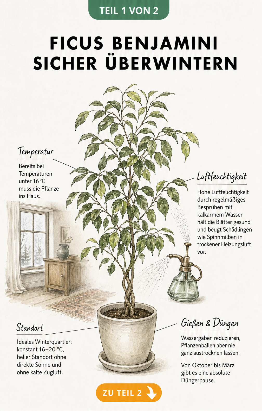 Botanische Illustration eines Ficus benjamini mit Hinweisen zu Temperatur, Standort und Pflege im Winter.