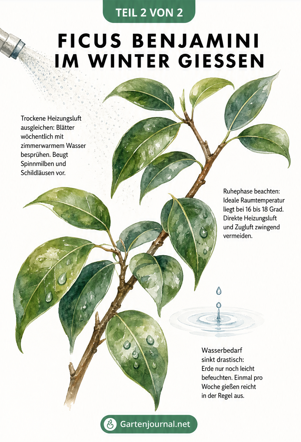 Nahaufnahme eines Ficus-Zweiges mit Wassertropfen, die das Besprühen der Blätter im Winter symbolisieren.