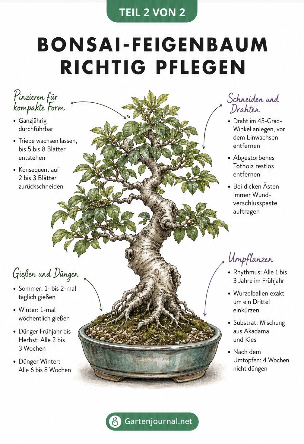 Detaillierte Illustration eines Ficus-Bonsais mit Pflegehinweisen zu Pinzieren, Schneiden, Gießen und Umpflanzen