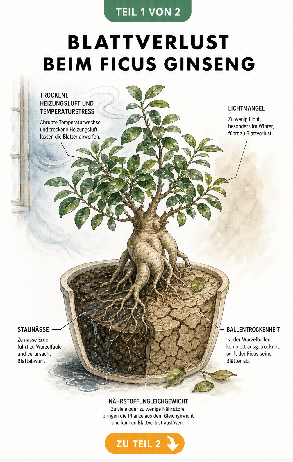 Botanische Illustration eines Ficus Ginseng im Querschnitt, die Ursachen für Blattverlust wie Zugluft, Lichtmangel, Staunässe und Ballentrockenheit zeigt.