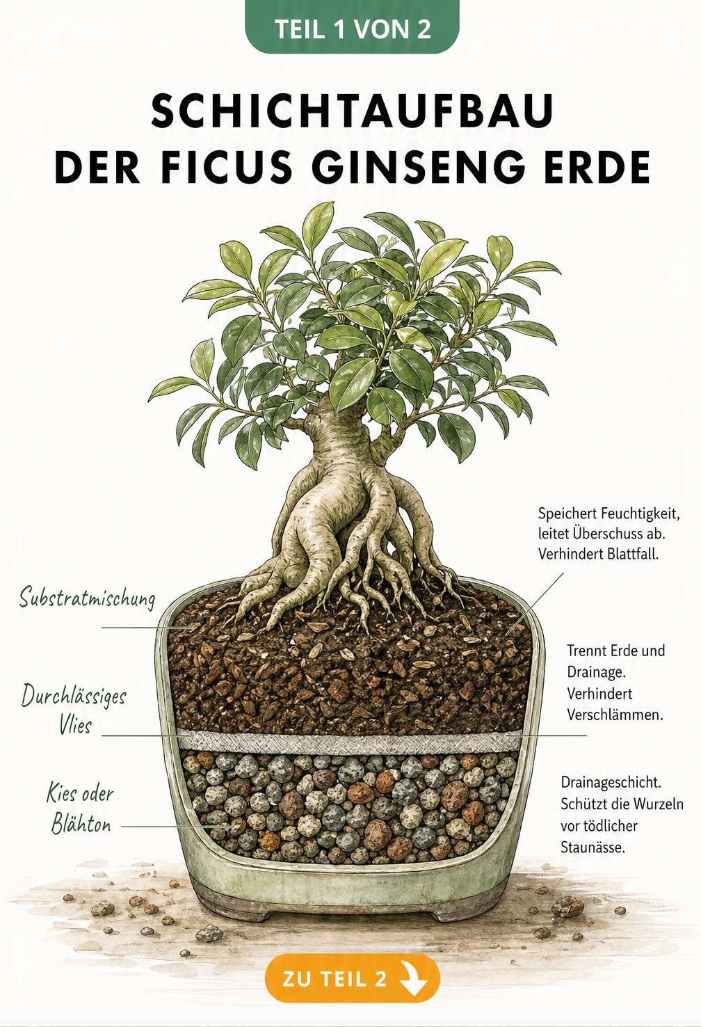 Botanische Querschnitt-Illustration eines Bonsai-Pflanzgefäßes mit Ficus Ginseng, die drei Erdschichten zeigt: Substratmischung, durchlässiges Vlies und Kies...