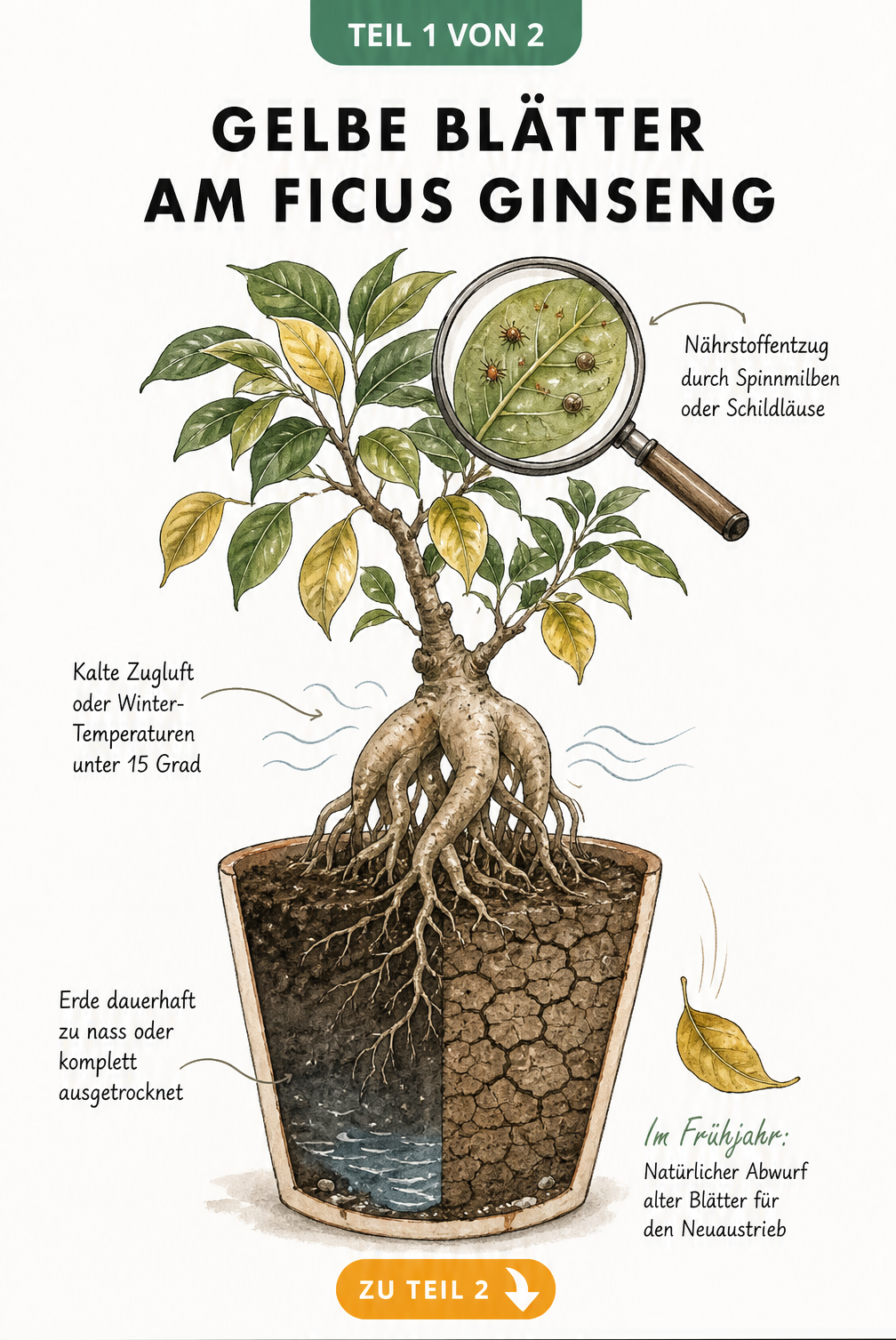 Illustration eines Ficus Ginseng mit gelben Blättern, die Ursachen wie Wasserstau, kalte Zugluft und Schädlinge zeigt
