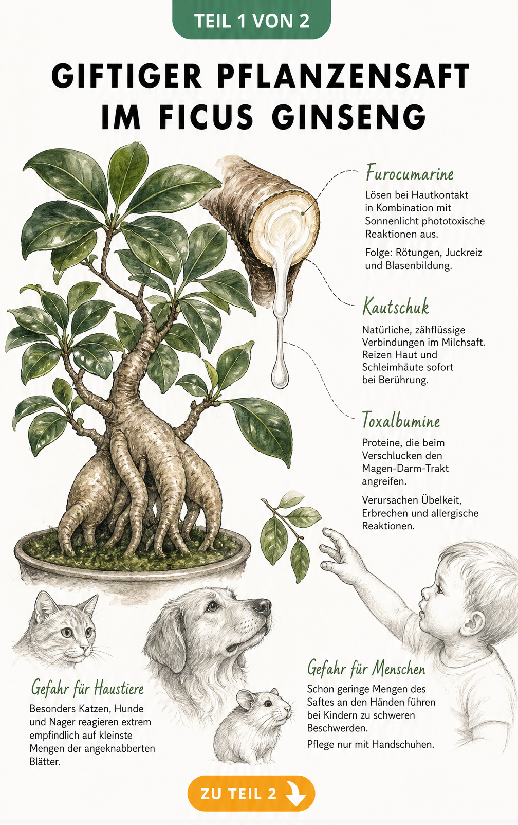 Botanische Illustration eines Ficus Ginseng mit vergrößerter Schnittkante, aus der weißer Milchsaft tropft, sowie Skizzen von Katze, Hund und Kinderhand.