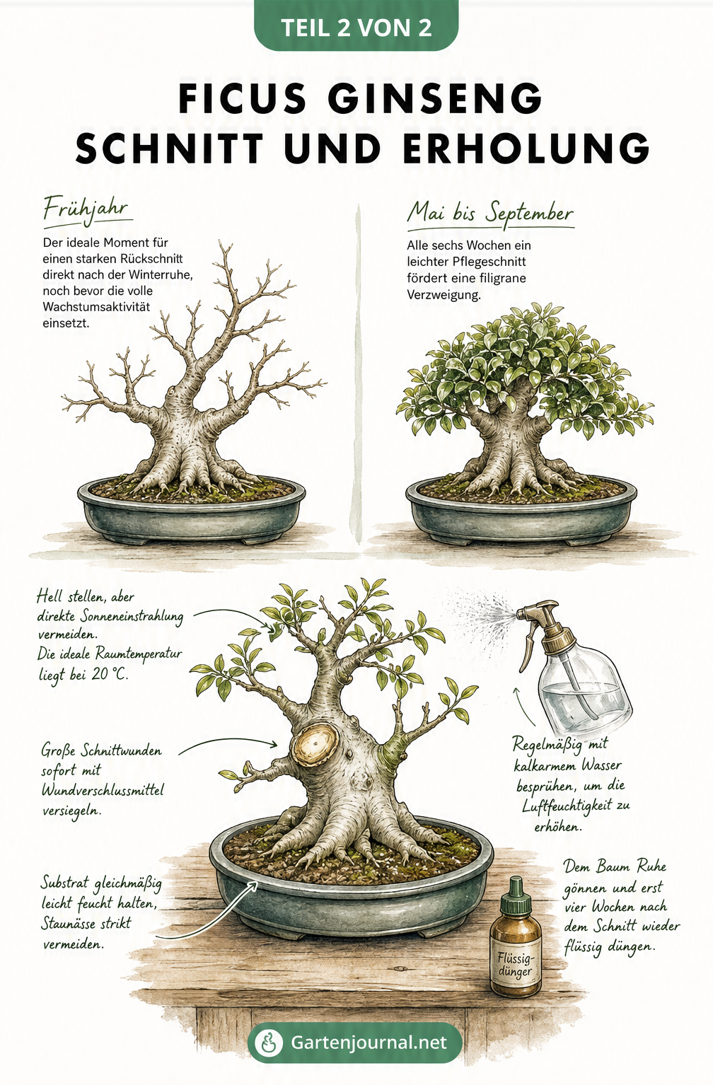 Skizze zur Pflege eines Ficus Ginseng nach dem Schnitt mit Hinweisen zu Zeitpunkt, Standort, Gießen und Düngen