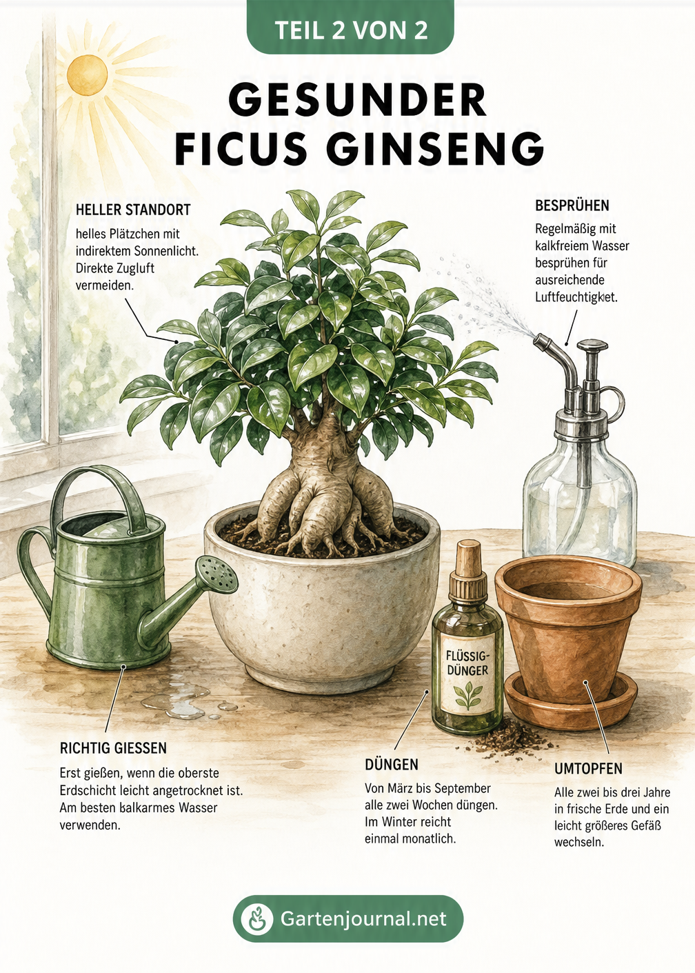 Illustration eines gesunden Ficus Ginseng mit Pflegeutensilien wie Gießkanne, Sprühflasche und Dünger für die optimale Pflege.