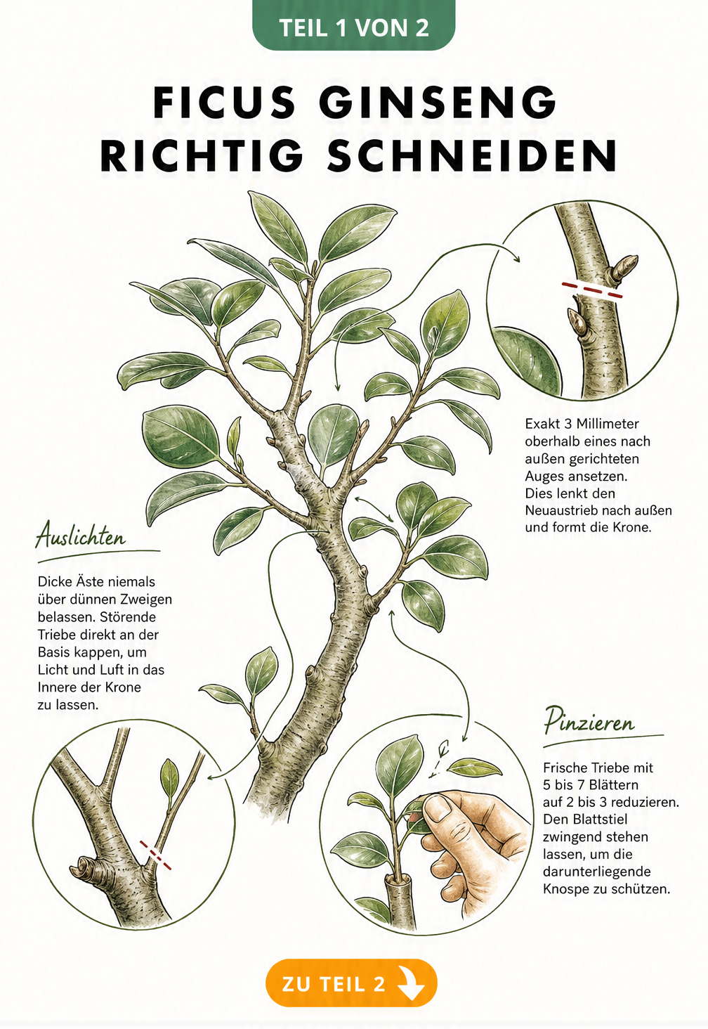 Handgezeichnete Illustration zum richtigen Schneiden eines Ficus Ginseng mit Details zu Schnittwinkel, Pinzieren und Auslichten