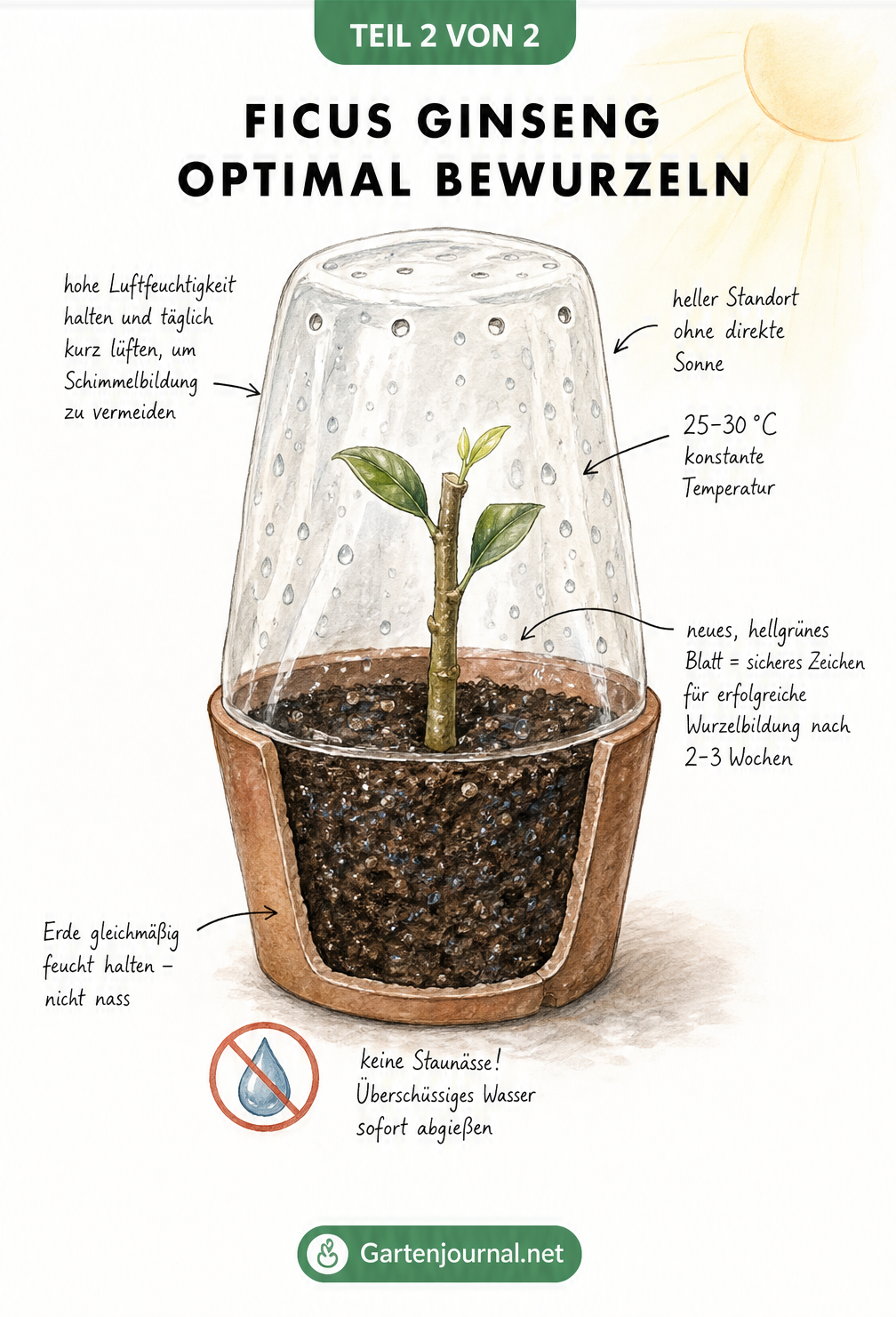 Eingepflanzter Ficus Ginseng Steckling unter einer gelochten Folienhaube zur Bewurzelung
