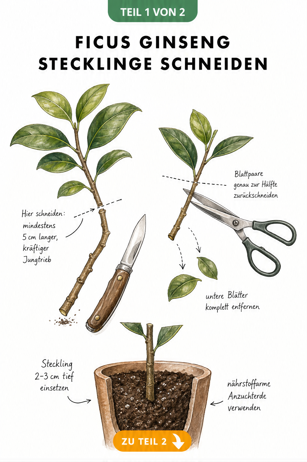Illustration eines Ficus Ginseng Astes beim Abschneiden eines Stecklings mit einem Messer