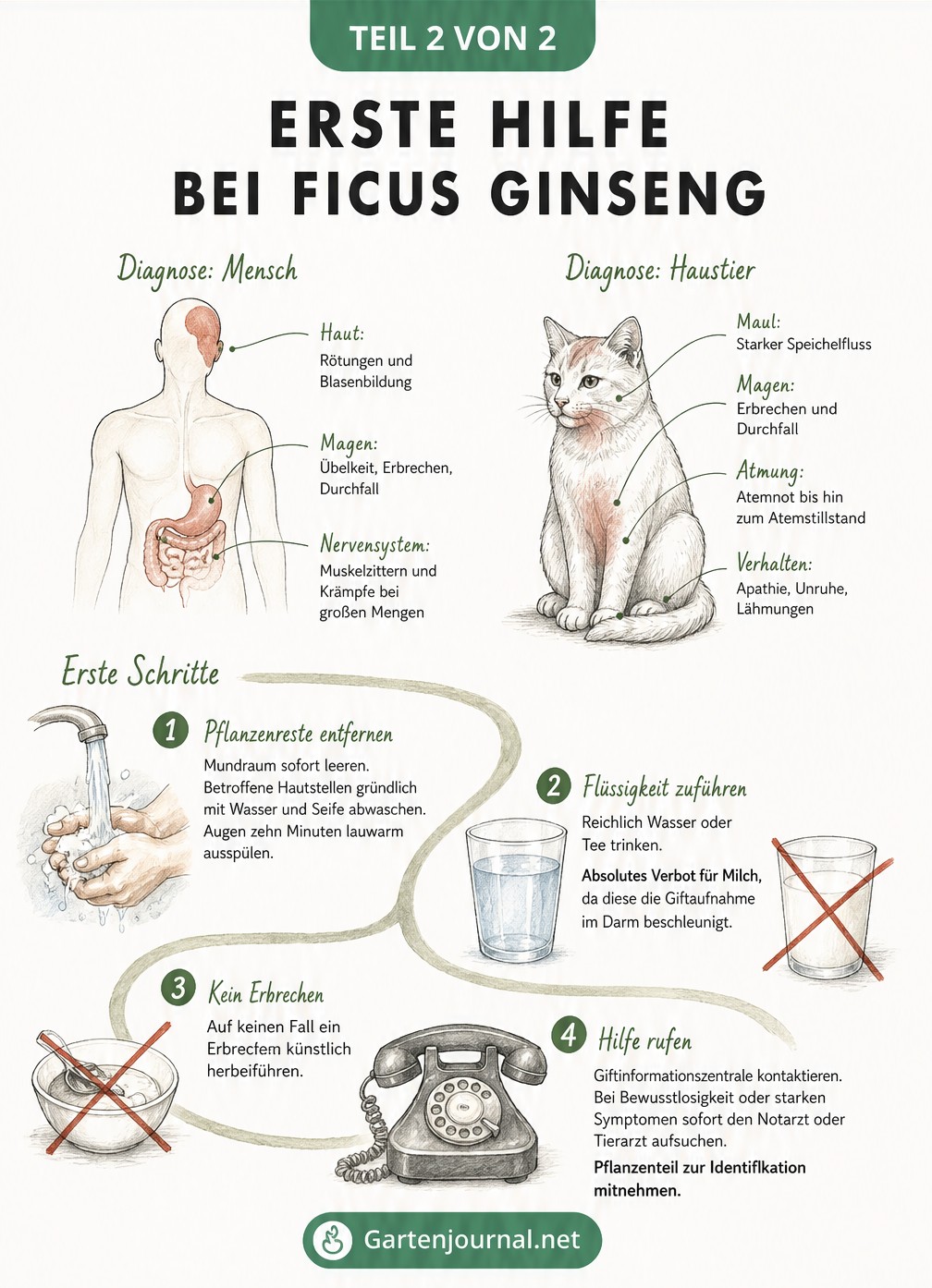 Medizinische Notfalltafel mit anatomischen Umrissen von Mensch und Katze sowie vier Handlungsschritten zur Ersten Hilfe bei Vergiftung durch Ficus Ginseng.