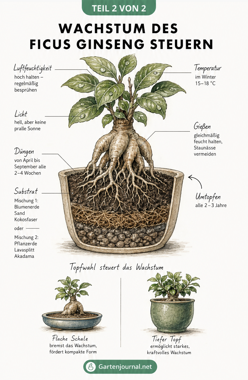 Querschnitt-Zeichnung eines Ficus Ginseng mit Hinweisen zu Substrat, Luftfeuchtigkeit, Temperatur und Topfgröße.
