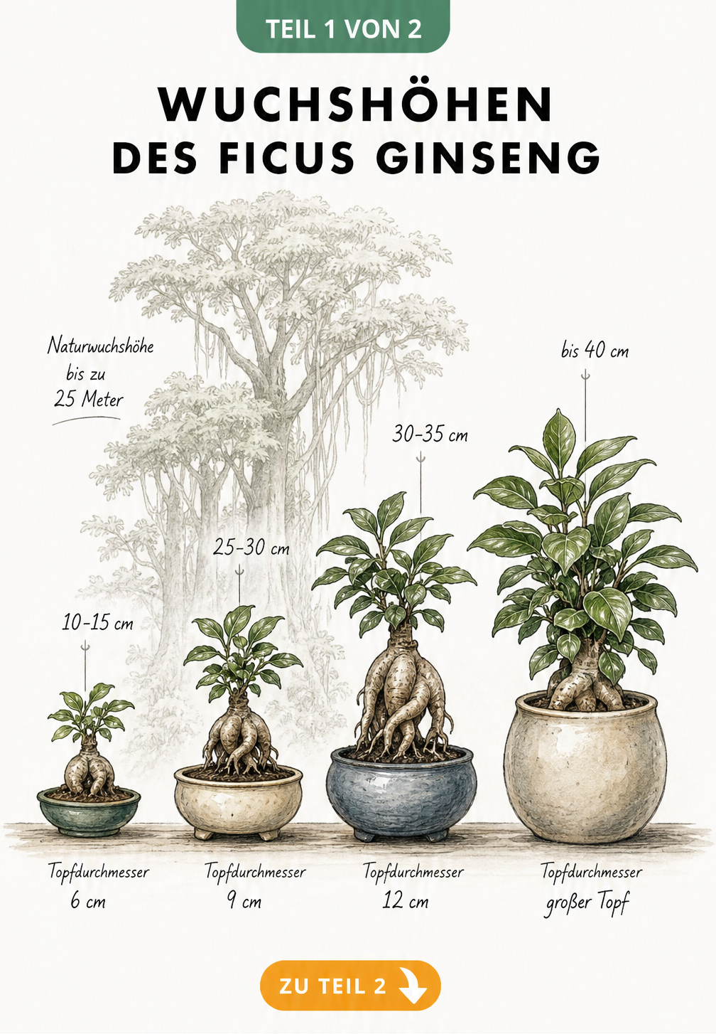 Illustration der Wuchshöhen des Ficus Ginseng in verschiedenen Topfgrößen, von kleinen Bonsaischalen bis zu großen Töpfen.