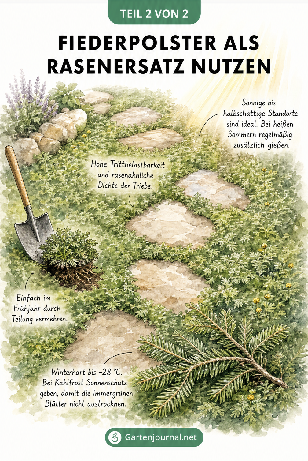 Aufsicht auf einen Gartenpfad mit Naturstein-Trittsteinen, die dicht von Fiederpolster umschlossen sind, inklusive Spaten zur Vermehrung durch Teilung.