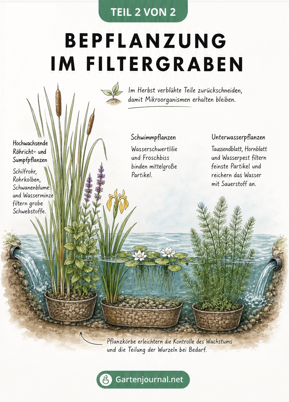 Botanischer Längsschnitt durch einen Filtergraben mit Röhricht, Schwimmblattpflanzen und Unterwasserpflanzen