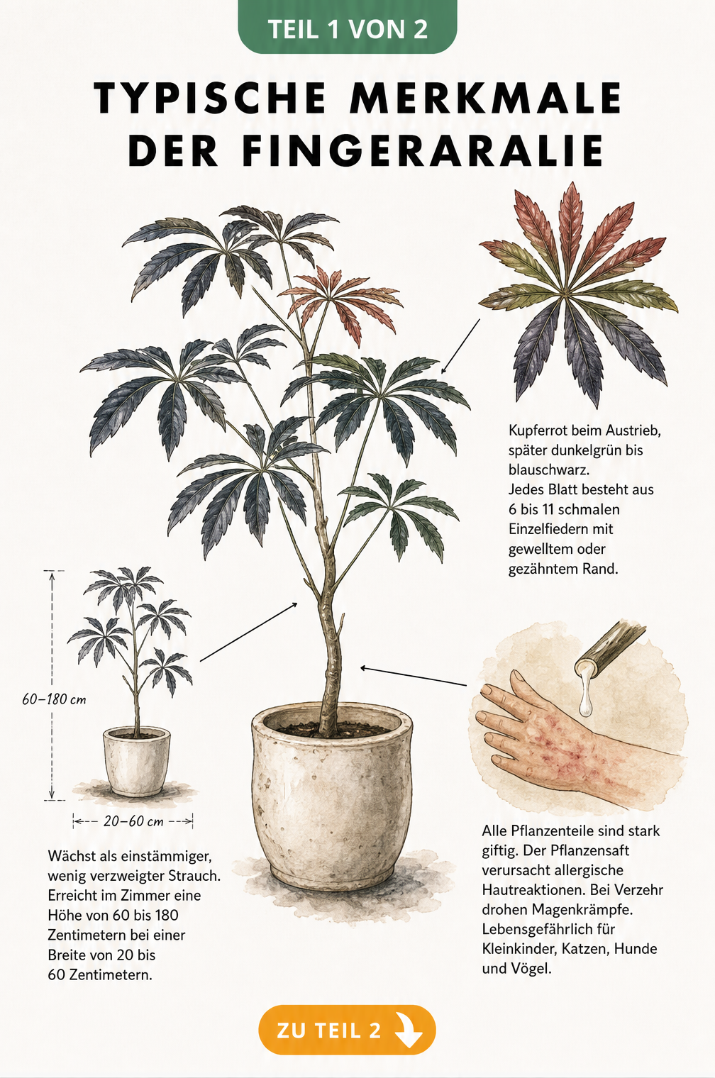Botanische Illustration der Fingeraralie mit Details zu Blattstruktur, Wuchsform und Warnhinweis zur Giftigkeit