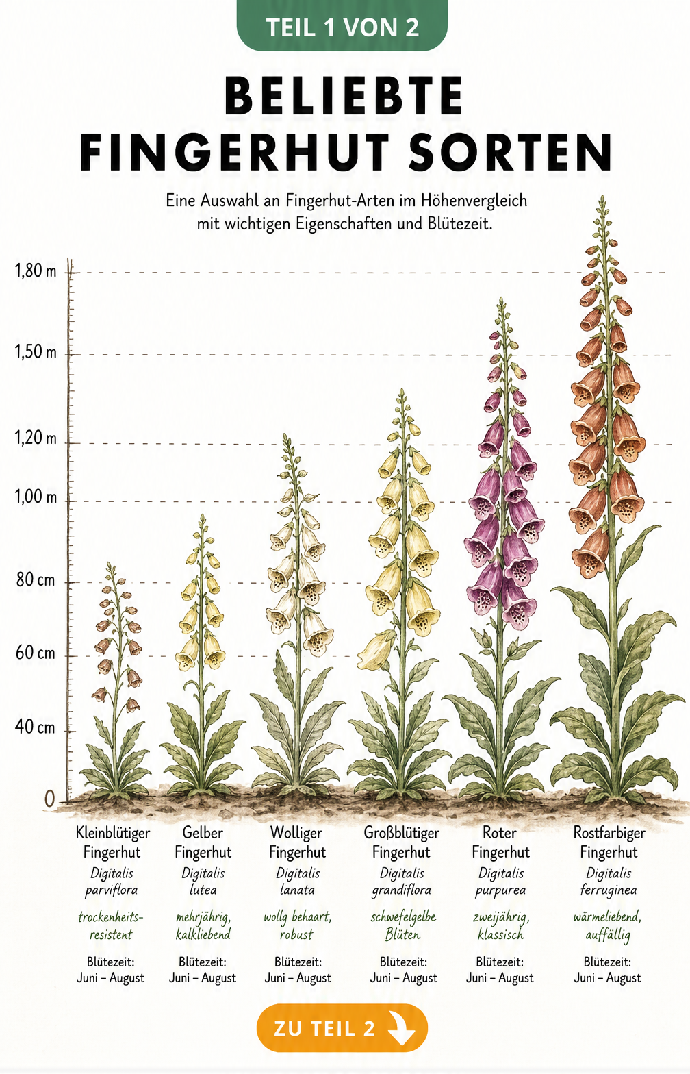 Illustration von sechs Fingerhut-Arten im Größenvergleich von 40 cm bis 1,80 m