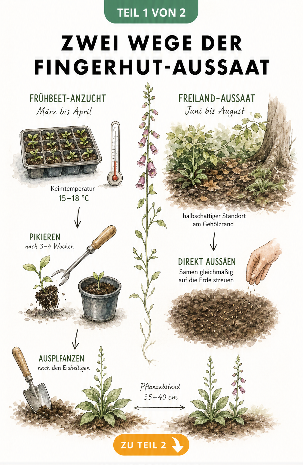 Illustration der Fingerhut-Aussaat im Frühbeet und Freiland mit Zeiträumen und Pflanzabstand