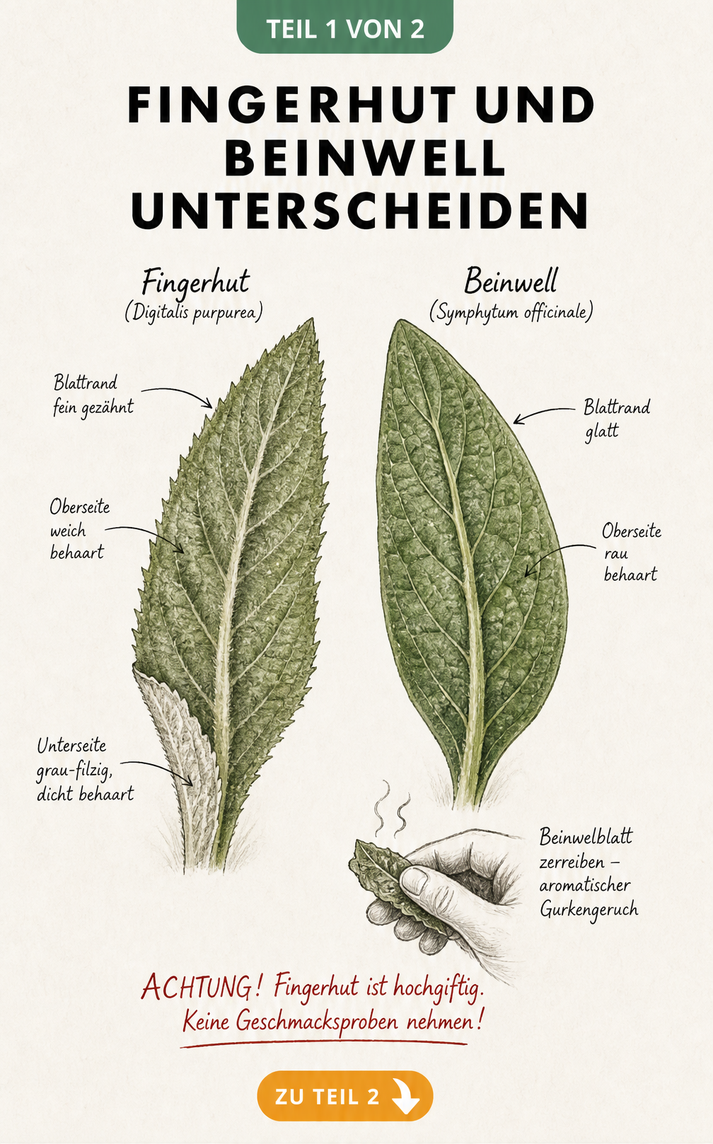 Botanische Illustration der Blätter von Fingerhut und Beinwell mit Hinweisen zur Unterscheidung