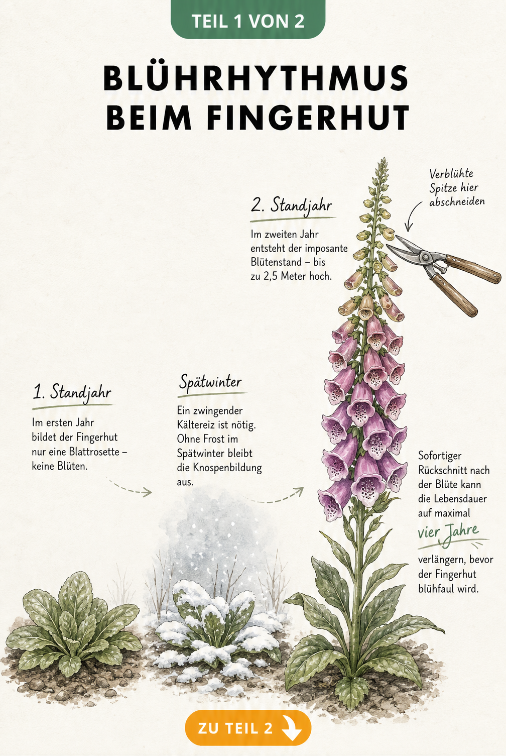 Botanische Illustration des Blührhythmus beim Fingerhut vom ersten bis zum zweiten Standjahr