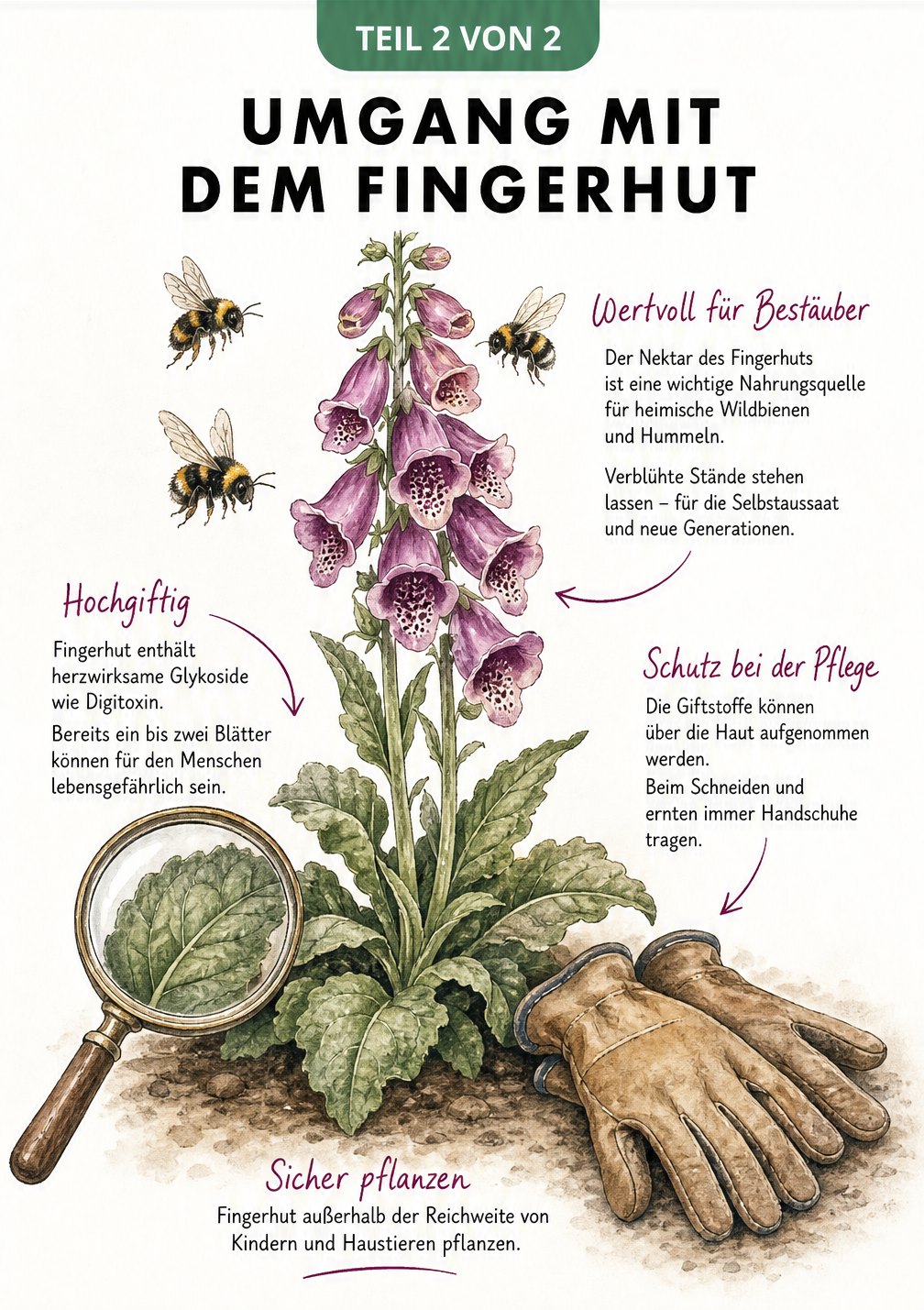 Zeichnung eines Roten Fingerhuts mit Wildbienen an den Blüten und Warnhinweisen zur Giftigkeit der Blätter
