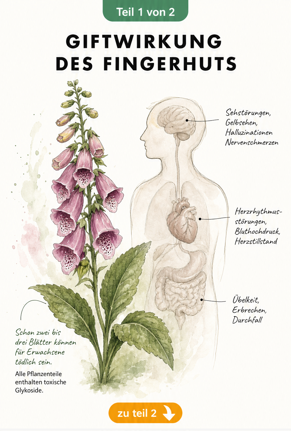 Botanische Illustration eines Fingerhuts mit menschlicher Silhouette, die die toxischen Auswirkungen auf den Körper wie Sehstörungen und Herzrhythmusstörungen...
