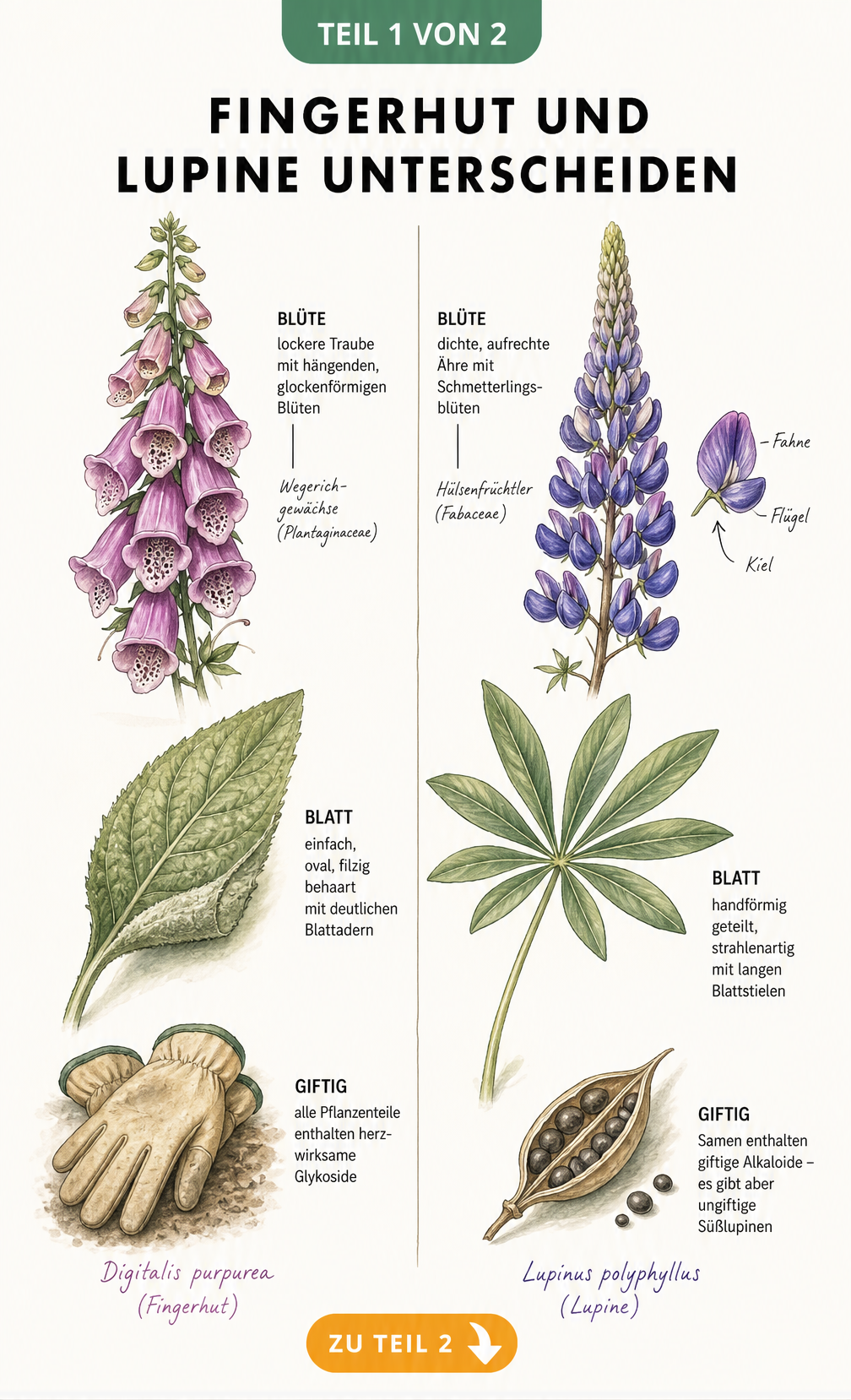 Botanische Illustration von Fingerhut und Lupine mit Details zu Blüten, Blättern und Giftigkeit