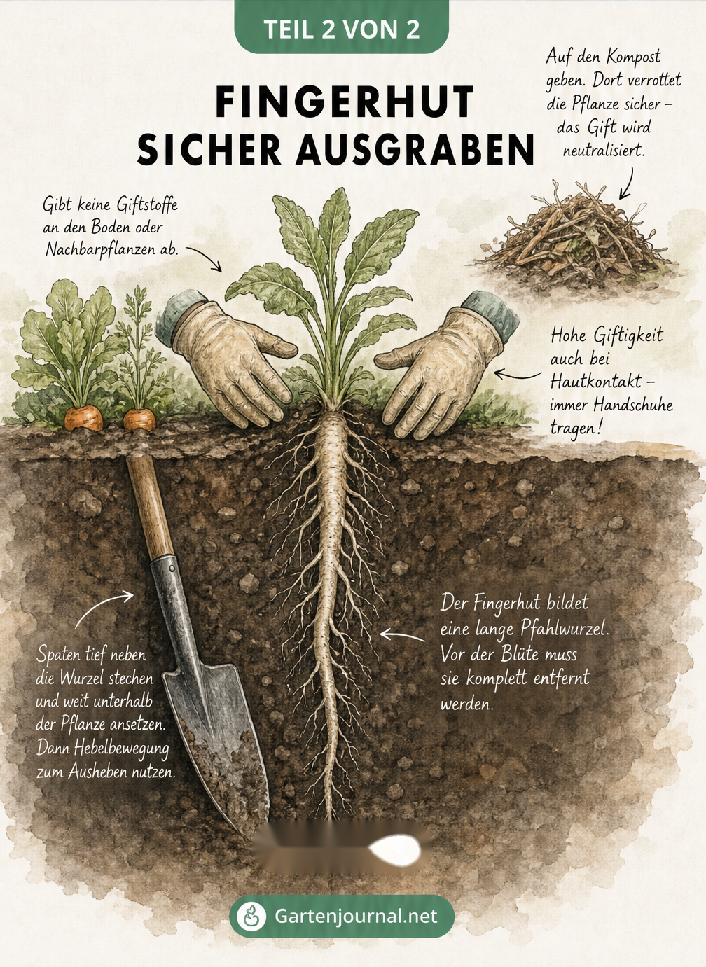 Illustration eines Erdschnitts, der das Ausgraben der Pfahlwurzel eines Fingerhuts im Gemüsebeet zeigt