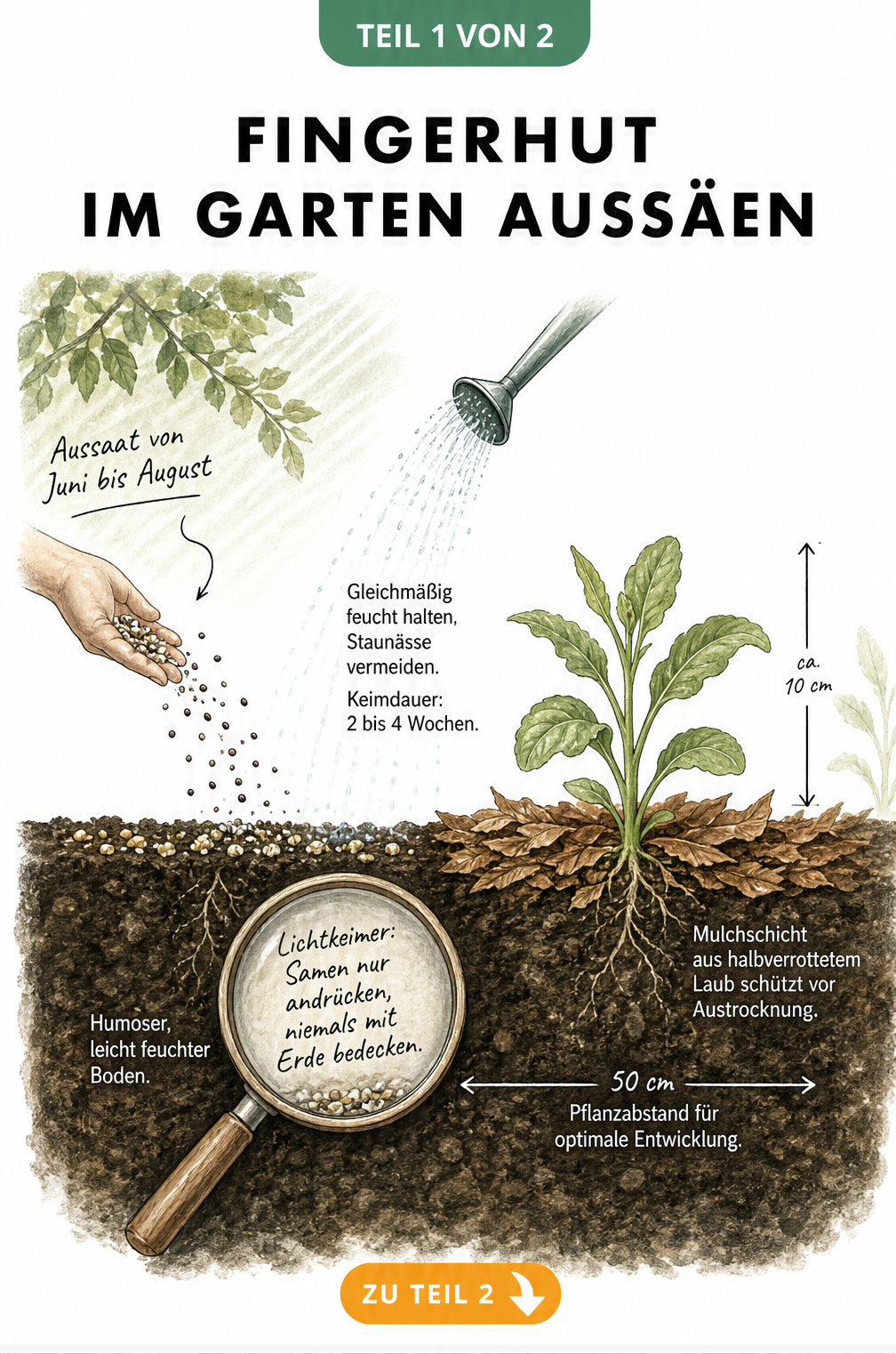 Querschnitt eines Gartenbeets mit Fingerhut-Samen, die als Lichtkeimer auf der Erde liegen, und einer Jungpflanze mit Mulchschicht.
