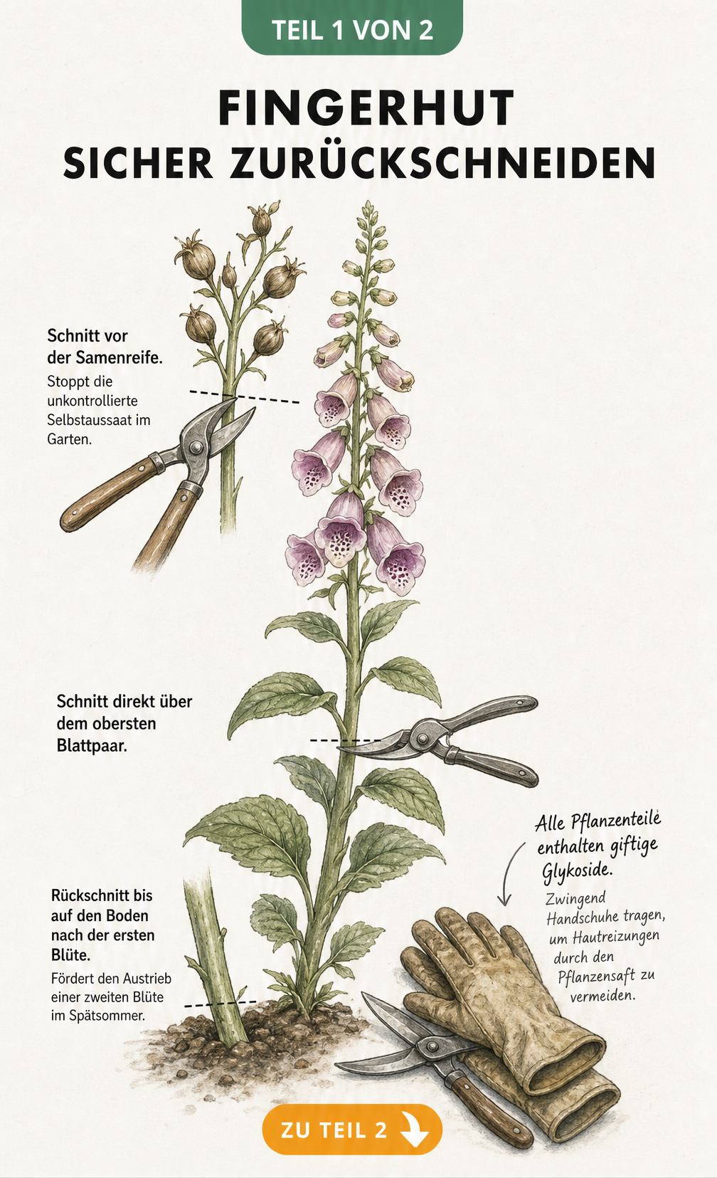 Botanische Illustration eines Fingerhuts mit Markierungen für den richtigen Rückschnitt vor der Samenreife und nach der ersten Blüte.