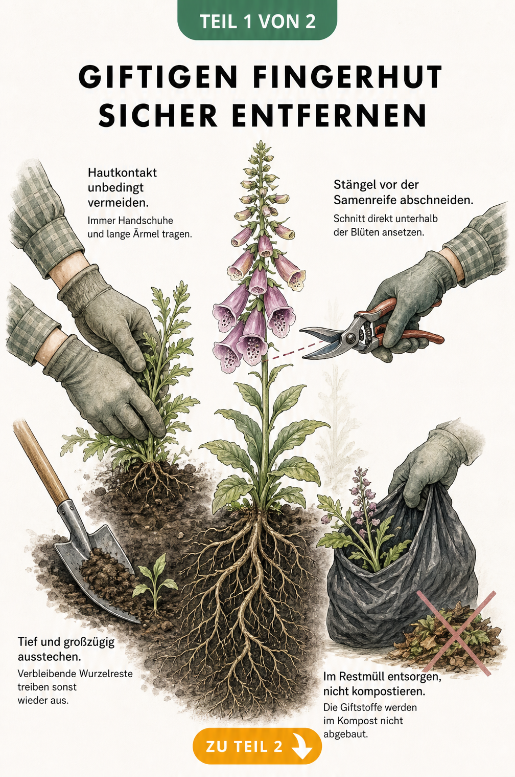 Illustration zum sicheren Entfernen von giftigem Fingerhut mit Handschuhen, Gartenschere und Spaten