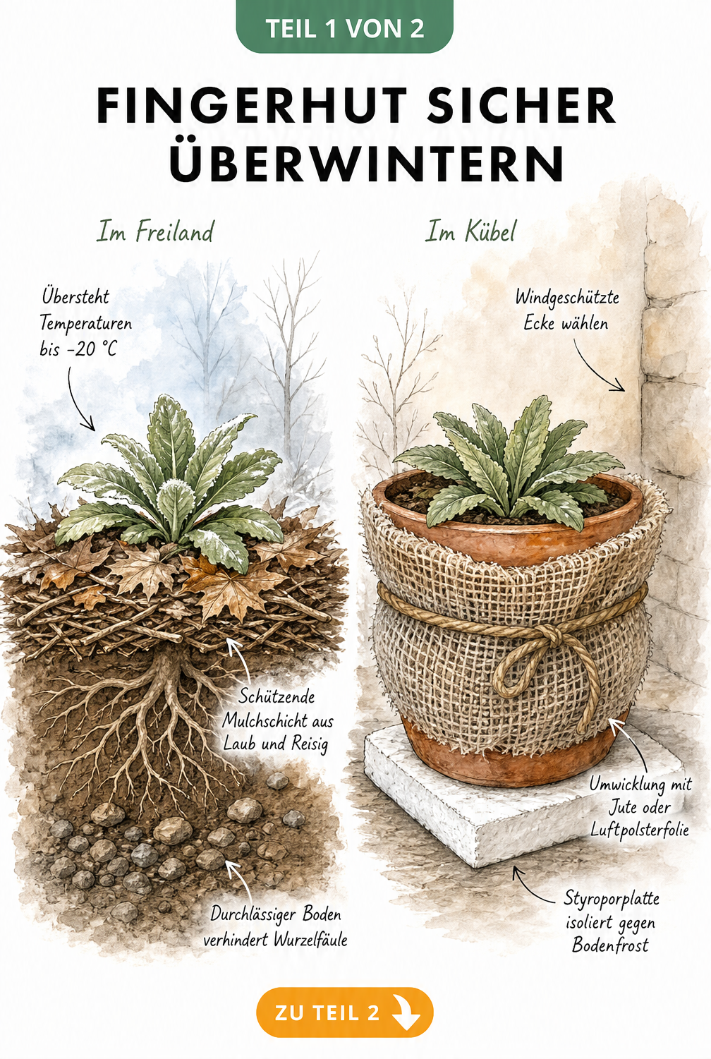 Botanische Illustration eines Fingerhuts im Freiland und im Kübel mit Winterschutzmaßnahmen