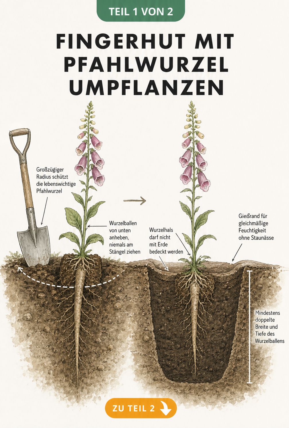 Querschnitt-Illustration des Bodens beim Umpflanzen von Fingerhut mit Fokus auf die tiefe Pfahlwurzel und das großzügige Pflanzloch.