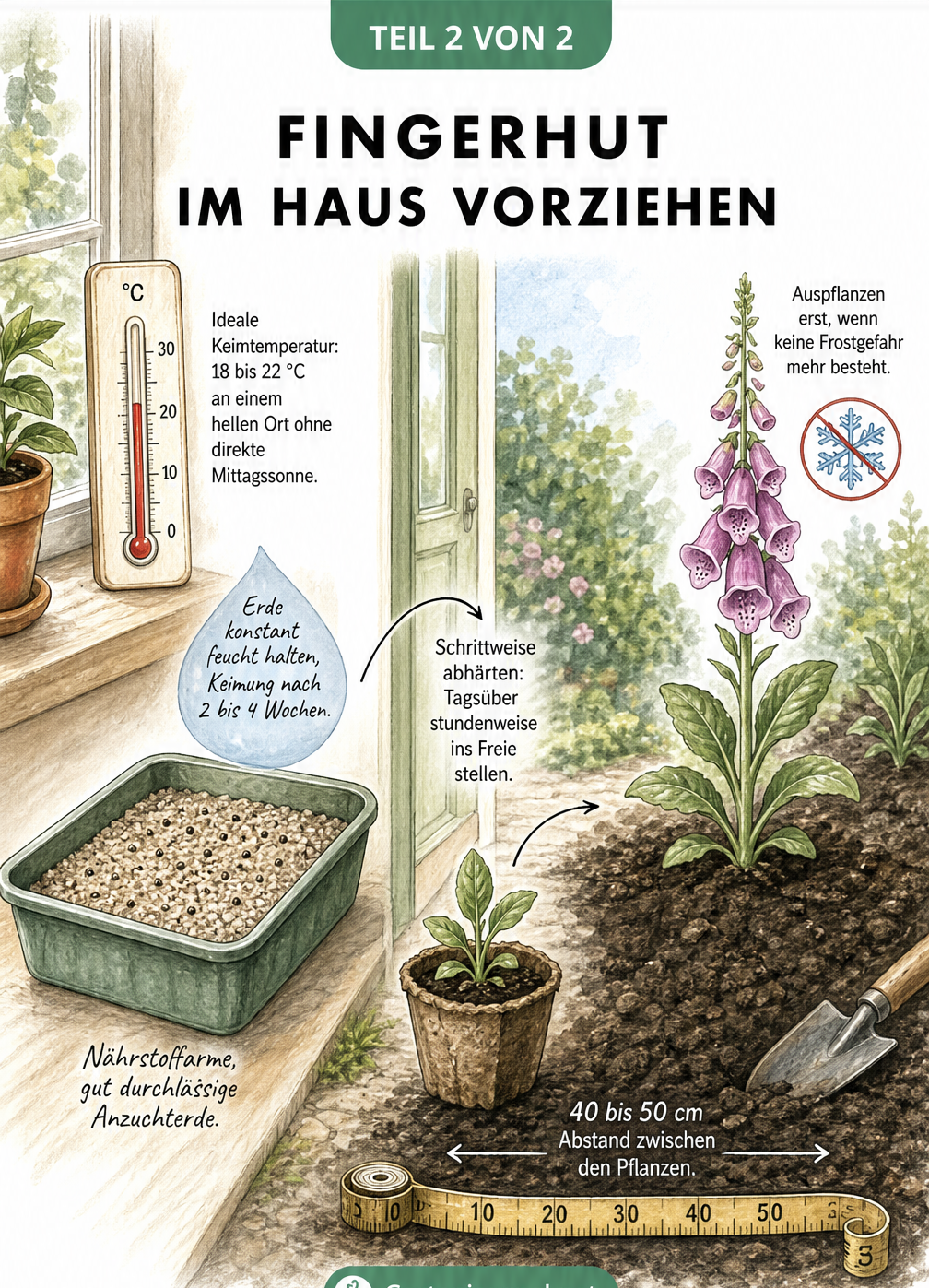 Illustration einer Fensterbank mit Anzuchtschale für Fingerhut bei 18 bis 22 Grad und dem schrittweisen Auspflanzen in den Garten.