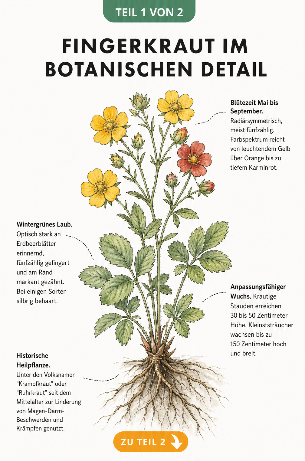Botanische Illustration einer blühenden Fingerkraut-Pflanze mit Wurzelwerk, Blattrosette und Blütenstand