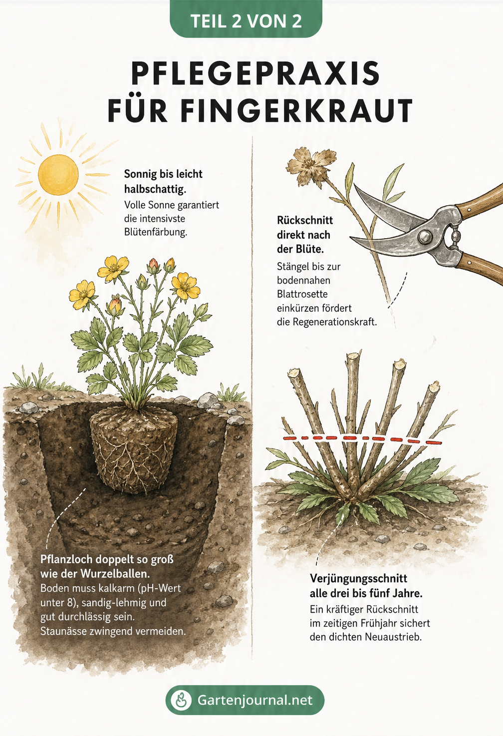 Skizze zur Pflege von Fingerkraut mit Darstellung von Pflanzloch, Bodenbeschaffenheit und Rückschnitt mit Gartenschere