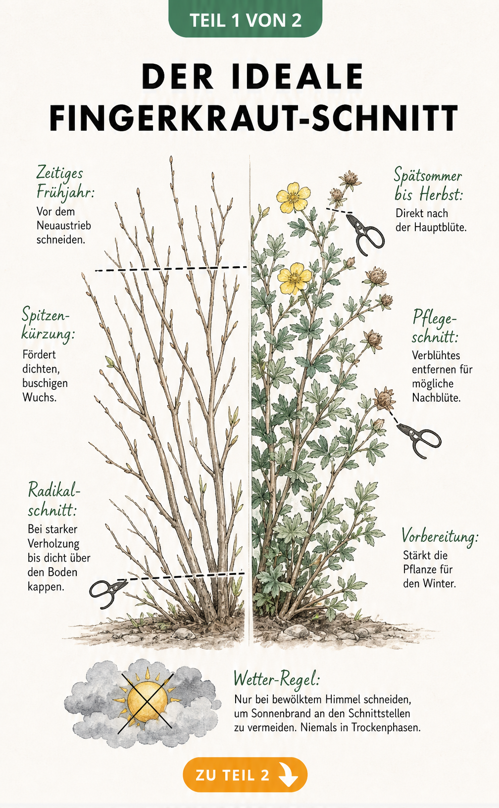 Botanische Illustration eines Fingerkraut-Strauchs, der den Schnitt im Frühjahr und Spätsommer zeigt.