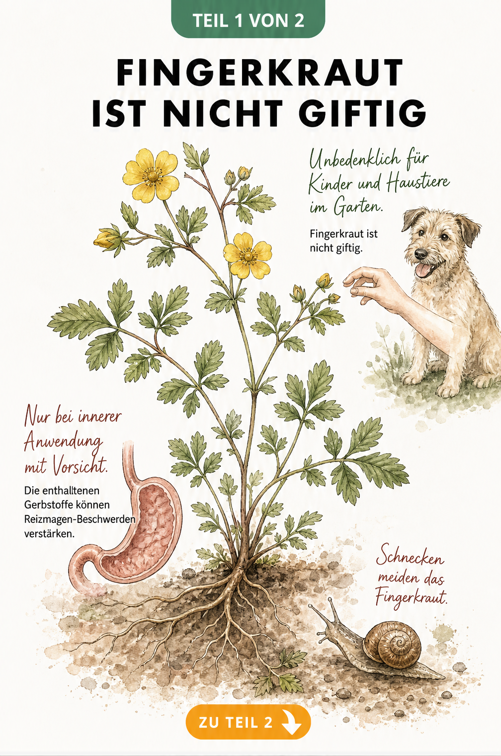 Aquarell-Illustration von Gänsefingerkraut mit Hinweisen zur Ungiftigkeit für Kinder und Hunde sowie möglicher Magenreizung durch Gerbstoffe