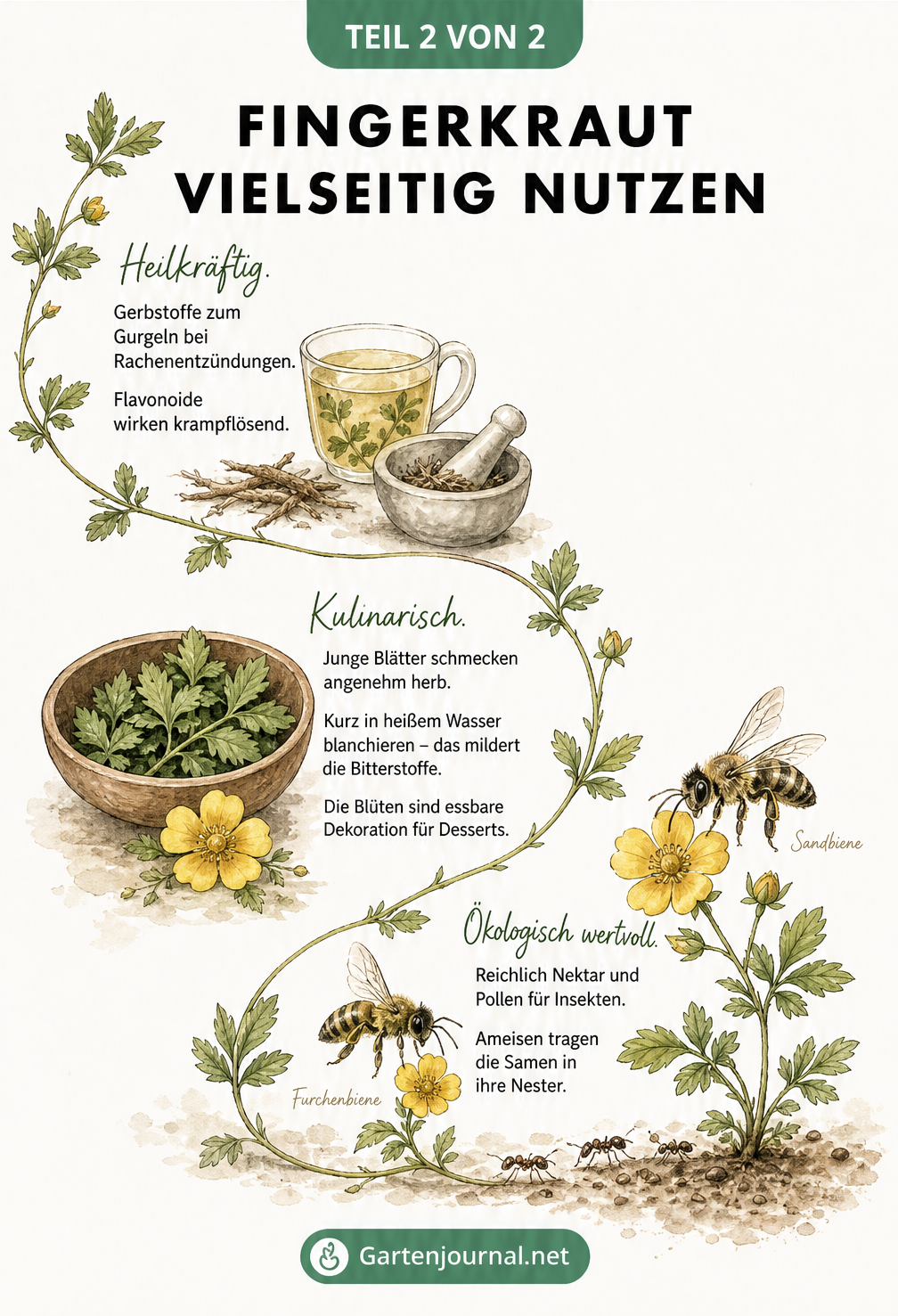 Zeichnung einer Fingerkraut-Ranke mit Erklärungen zur Heilwirkung als Tee, der Nutzung in der Küche und dem ökologischen Wert für Wildbienen
