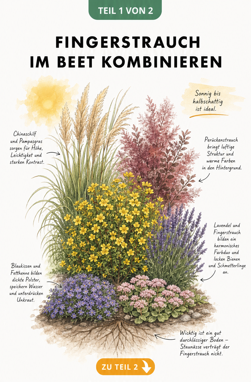 Botanische Skizze eines gelben Fingerstrauchs im Beet, kombiniert mit Chinaschilf, Pampasgras, Perückenstrauch, Lavendel, Blaukissen und Fetthenne.