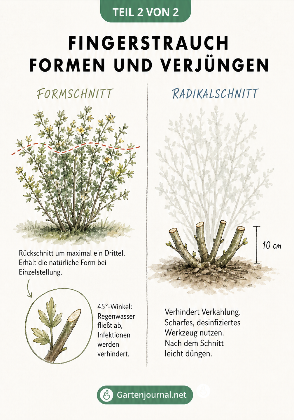 Vergleich zwischen Formschnitt und Radikalschnitt beim Fingerstrauch