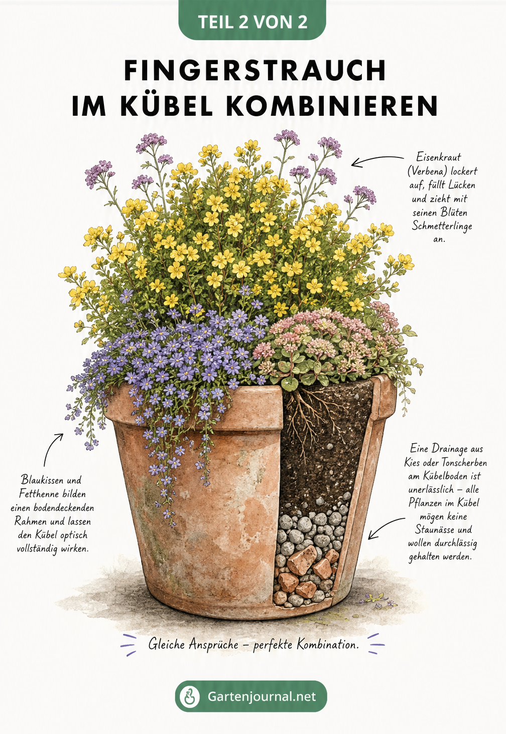 Illustration eines bepflanzten Terrakotta-Kübels mit gelbem Fingerstrauch, violettem Eisenkraut, Blaukissen und Fetthenne sowie einer sichtbaren...