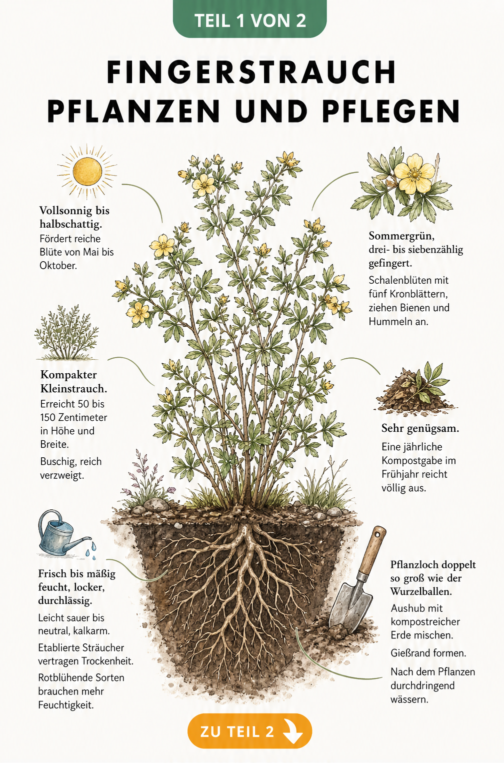 Botanische Illustration eines Fingerstrauchs mit Wurzelwerk, die Standort, Wuchsform, Boden, Pflanzung, Düngung sowie Blätter und Blüten erklärt.
