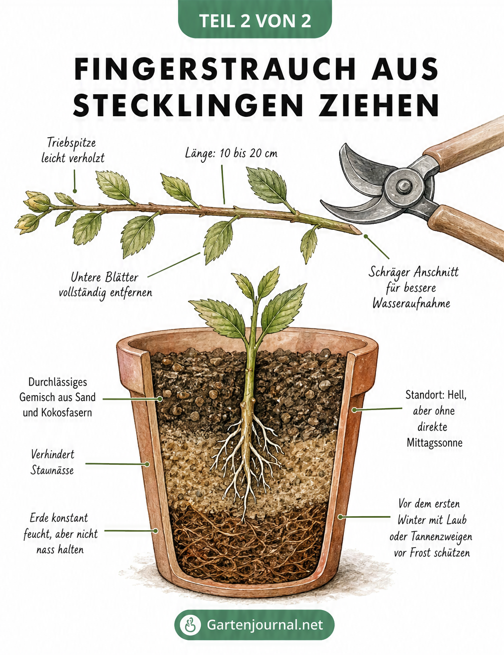 Schnittzeichnung eines Fingerstrauch-Stecklings im Topf mit Wurzelbildung