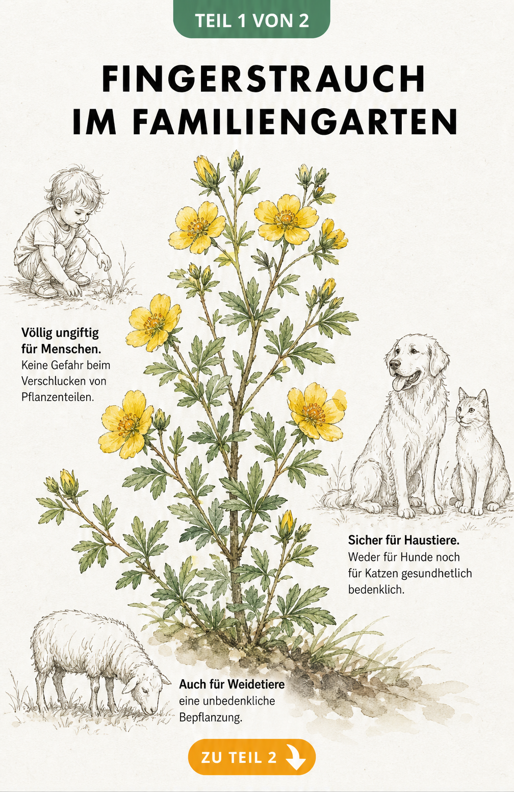 Botanische Illustration eines blühenden Fingerstrauchs mit Skizzen von Kind, Hund, Katze und Schaf, die seine Ungiftigkeit zeigen.