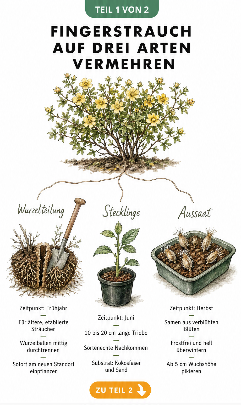 Illustration von drei Methoden zur Vermehrung des Fingerstrauchs: Wurzelteilung, Stecklinge und Aussaat