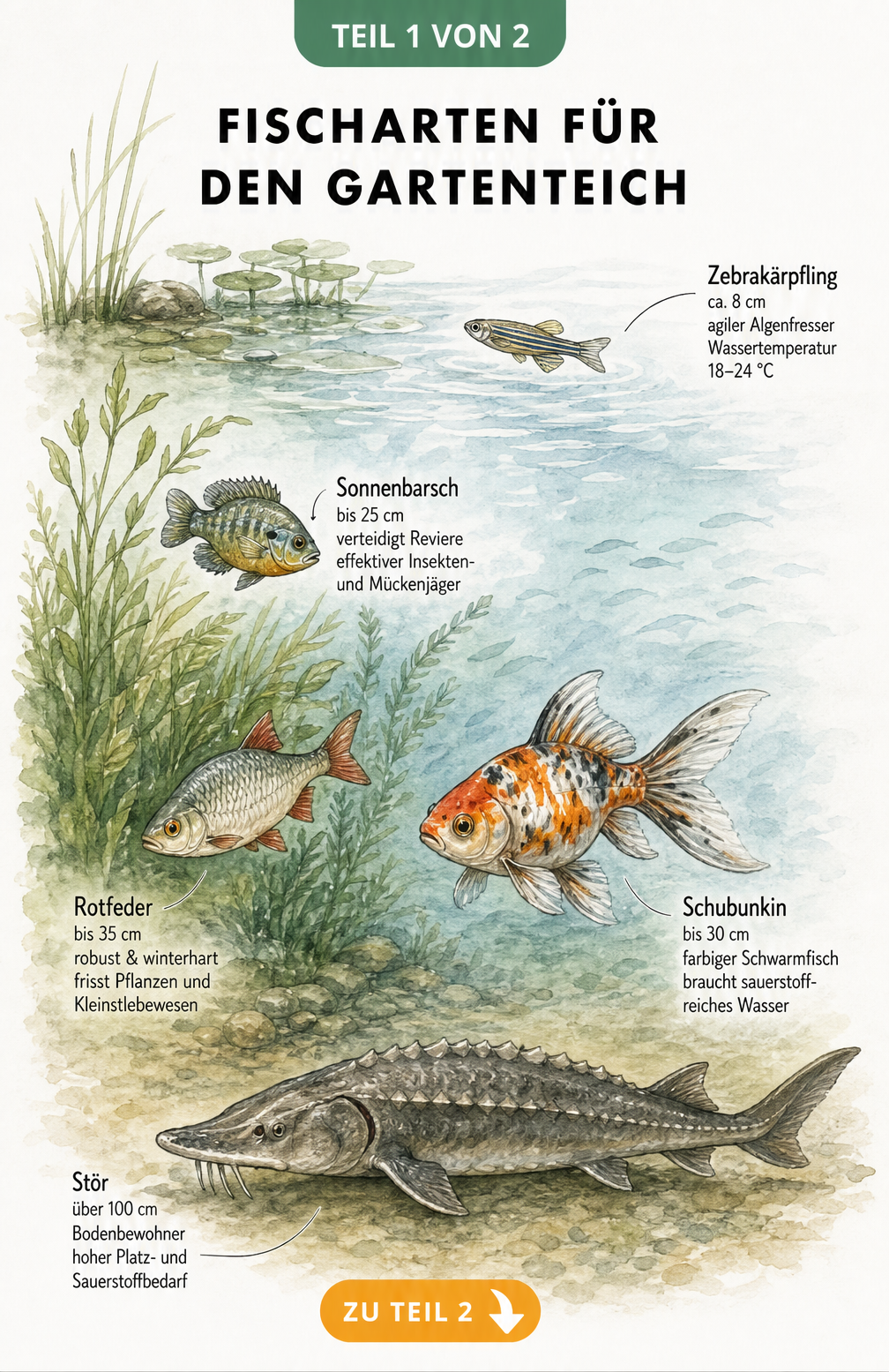 Handgezeichnete Illustration von fünf Fischarten für den Gartenteich, darunter Stör, Schubunkin und Sonnenbarsch, mit Angaben zu Größe und Eigenschaften.